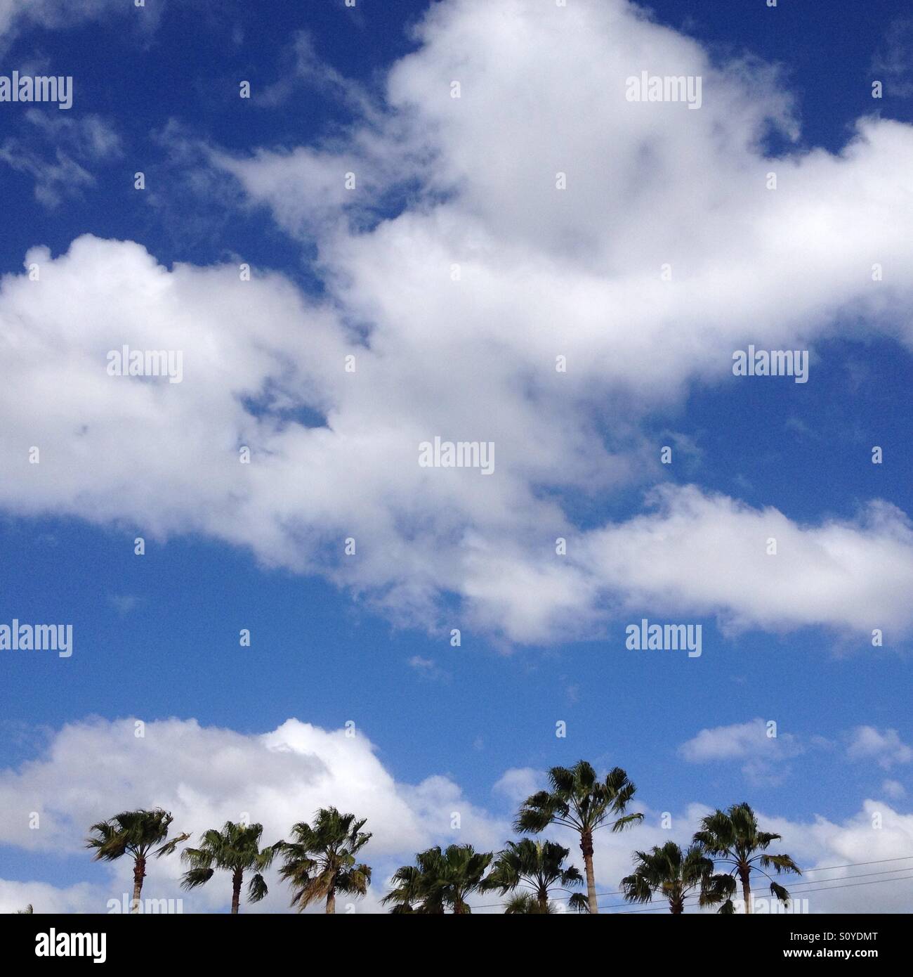 Palm tree nuvole - Immagine stock catturata con smartphone