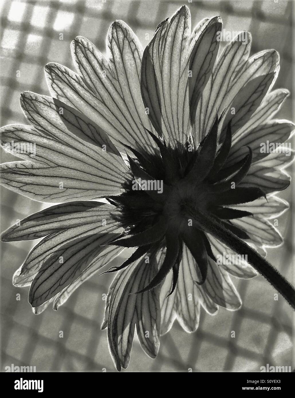 Fiore in corrispondenza della riga in bianco e nero, vista posteriore con il petalo dettaglio Foto Stock