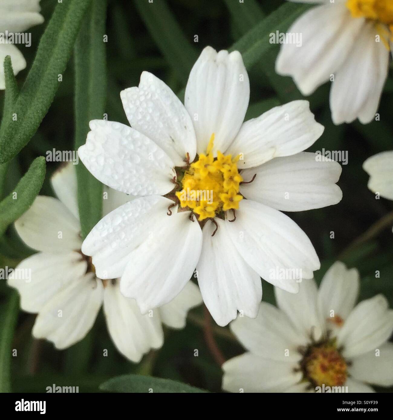 Blackfoot margherite - Immagine stock catturata con smartphone