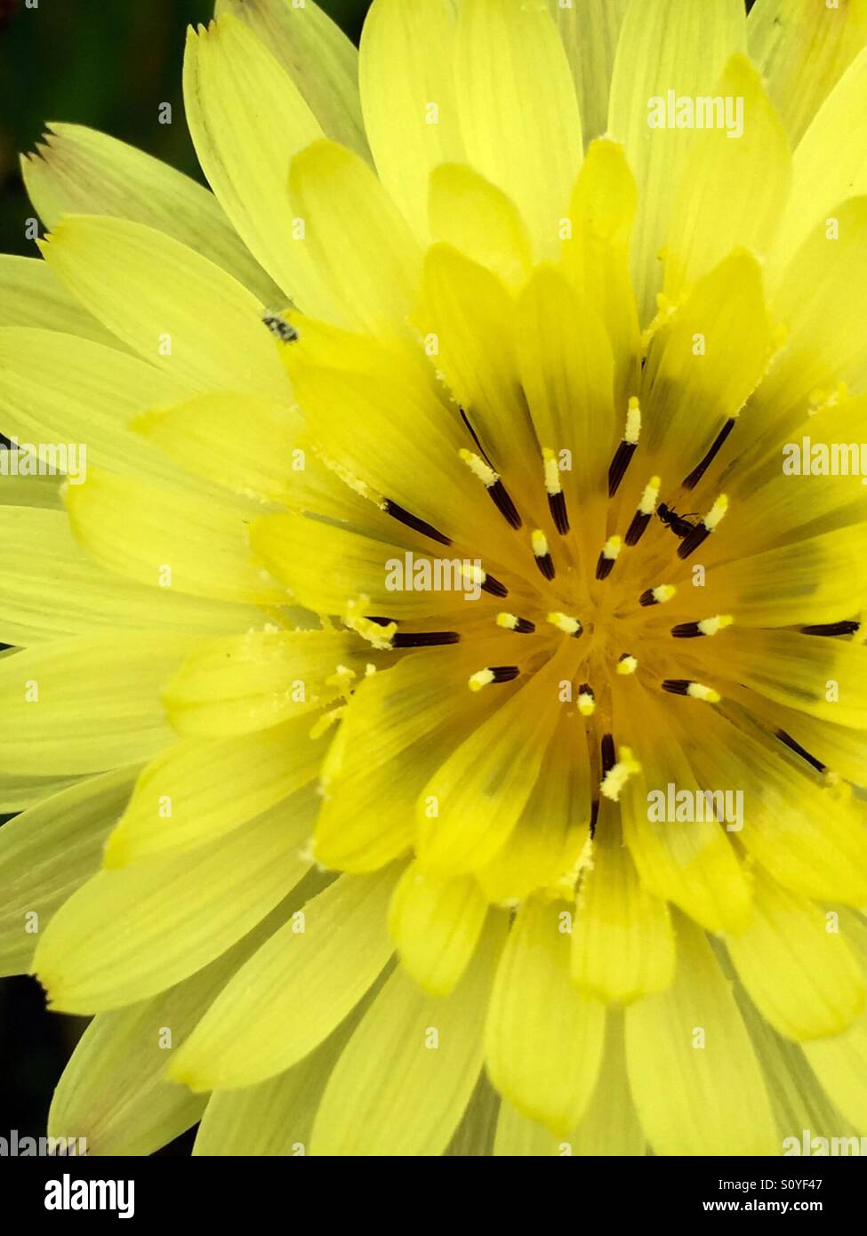 Falso tarassaco close up - Immagine stock catturata con smartphone