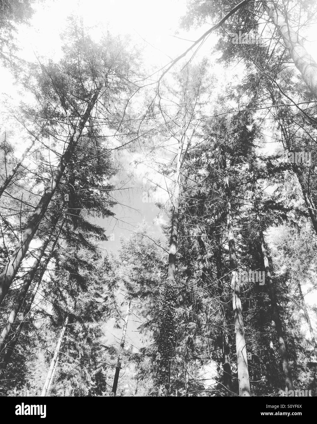Linea di albero. Guardando il cielo in una foresta - Immagine stock catturata con smartphone