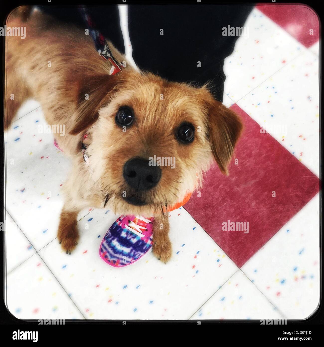 Adottare me? Dolce terrier mix cane in attesa di una casa di sua propria - Immagine stock catturata con smartphone
