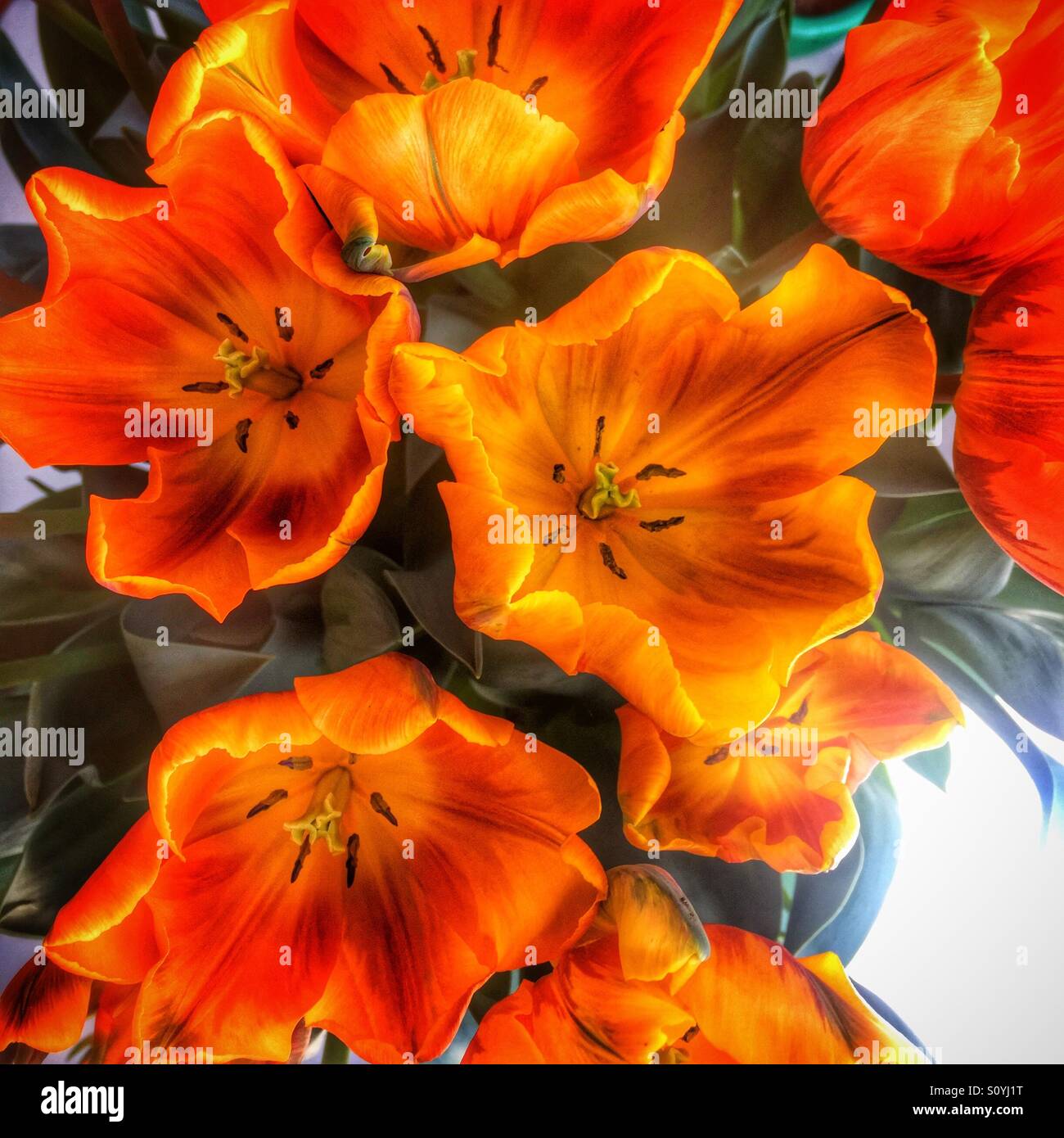 Arancione e giallo wide open tulip fiori fotografati da sopra. Foto Stock