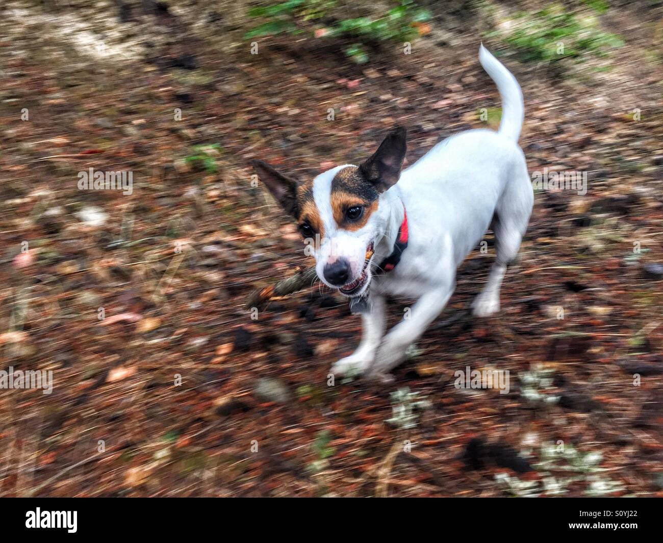 Jack Russell Terrier che corre con il bastone in bocca verso la telecamera - Immagine stock catturata con smartphone