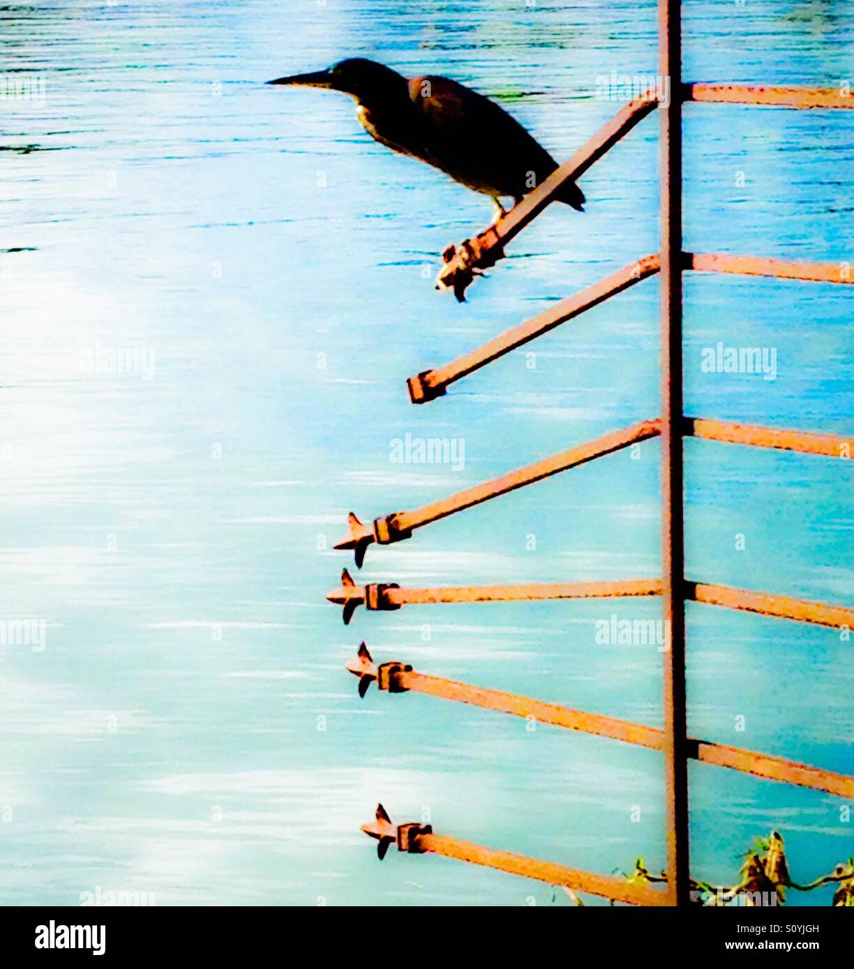 Corvo sulla rete fissa - Immagine stock catturata con smartphone