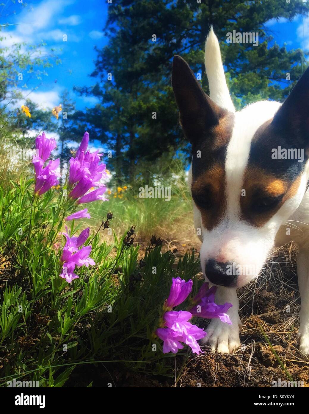 Cane all'aperto lo sniffing di un viola di fiori selvatici. - Immagine stock catturata con smartphone
