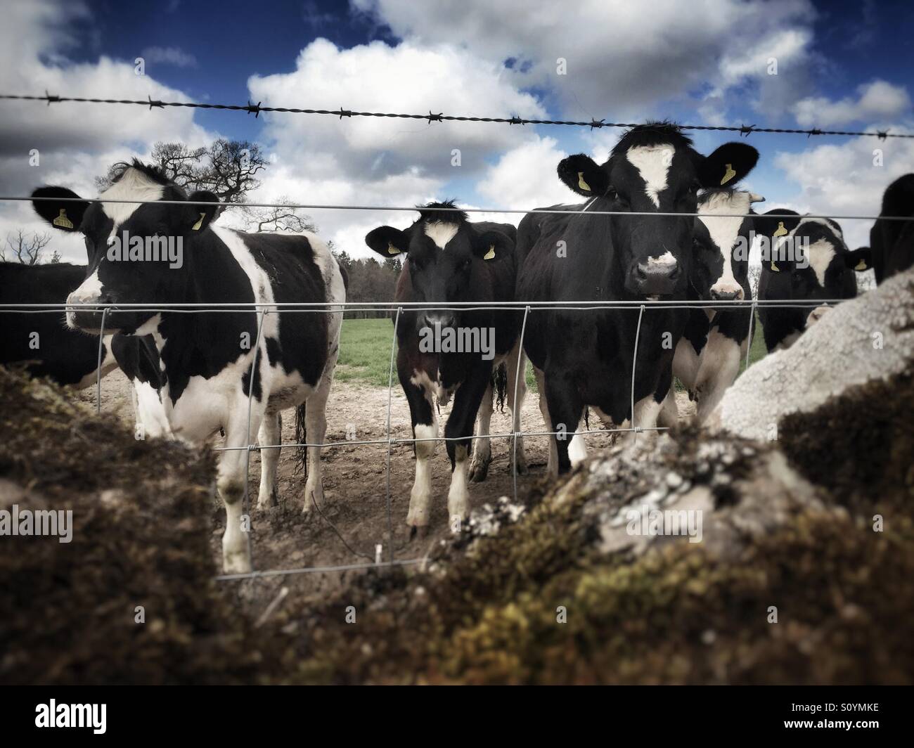 Vacche da latte contro il cielo drammatico. Foto Stock