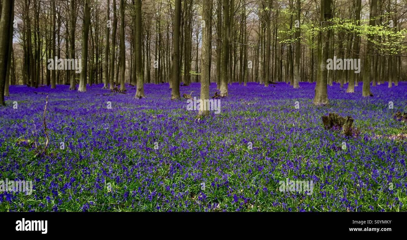 Tappeto di bluebells in legno di faggio. Foto Stock