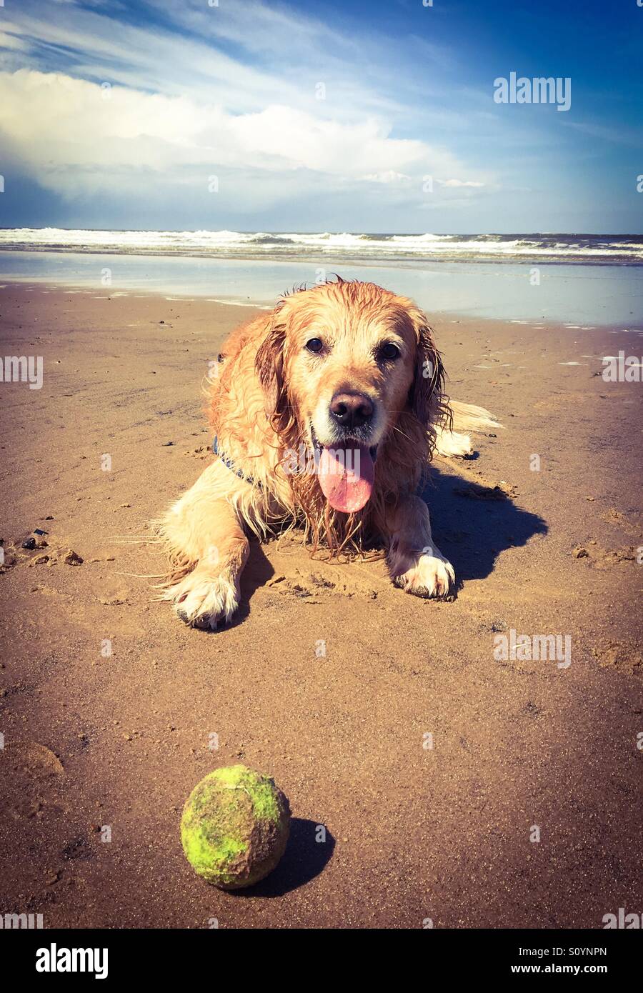 Un golden retriever divertirsi al mare. - Immagine stock catturata con smartphone