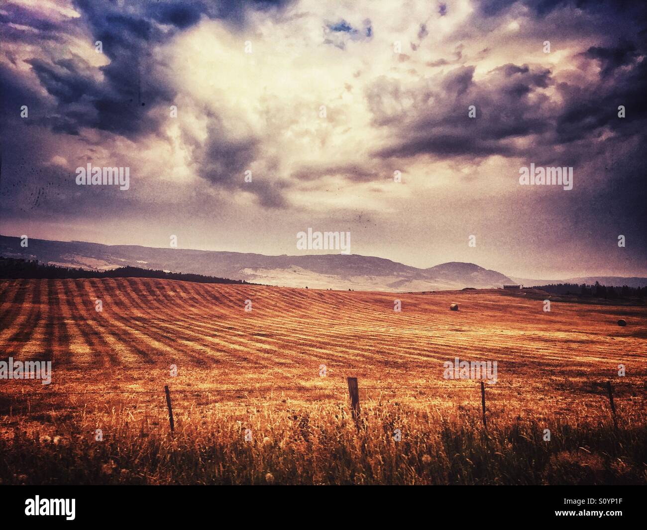 Azienda agricola. Campo di fieno che viene raccolto su una tarda estate del giorno, con drammatica nuvole nel cielo sopra. Retrò modifica. - Immagine stock catturata con smartphone