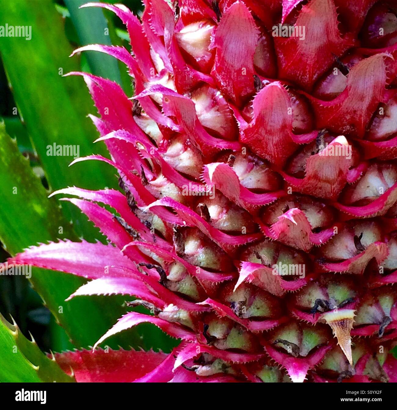 Ornamentali piante di ananas close-up, Anasas bracteatus - Immagine stock catturata con smartphone