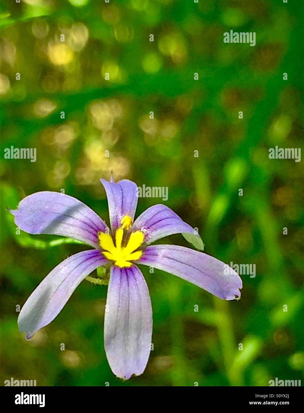 Blue-eyed erba macro di fiori selvaggi su sfondo verde, Sisyrinchium bellum - Immagine stock catturata con smartphone
