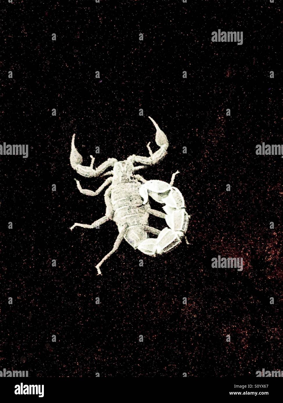 Deadly Desert Scorpion Foto Stock
