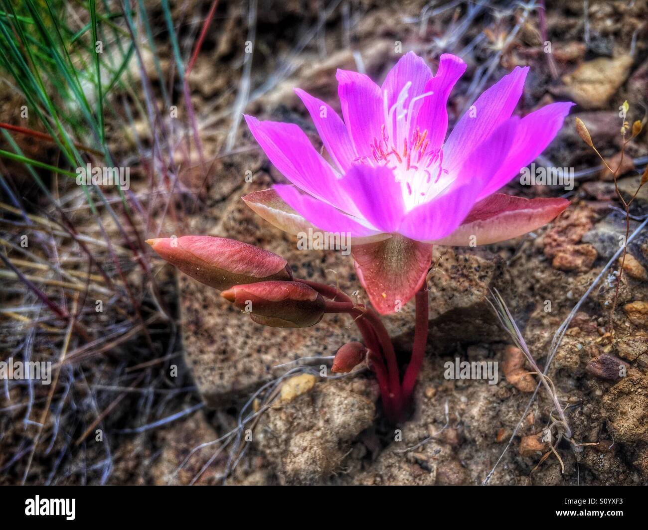Piccolo fiore selvatico Bitterroot viola che cresce tra le rocce - Immagine stock catturata con smartphone