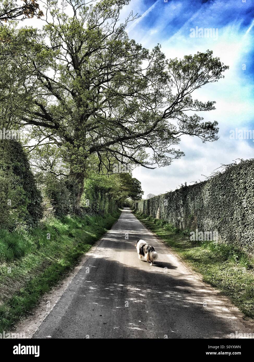 Cane a camminare lungo una strada di campagna in una bella giornata di primavera. Foto Stock