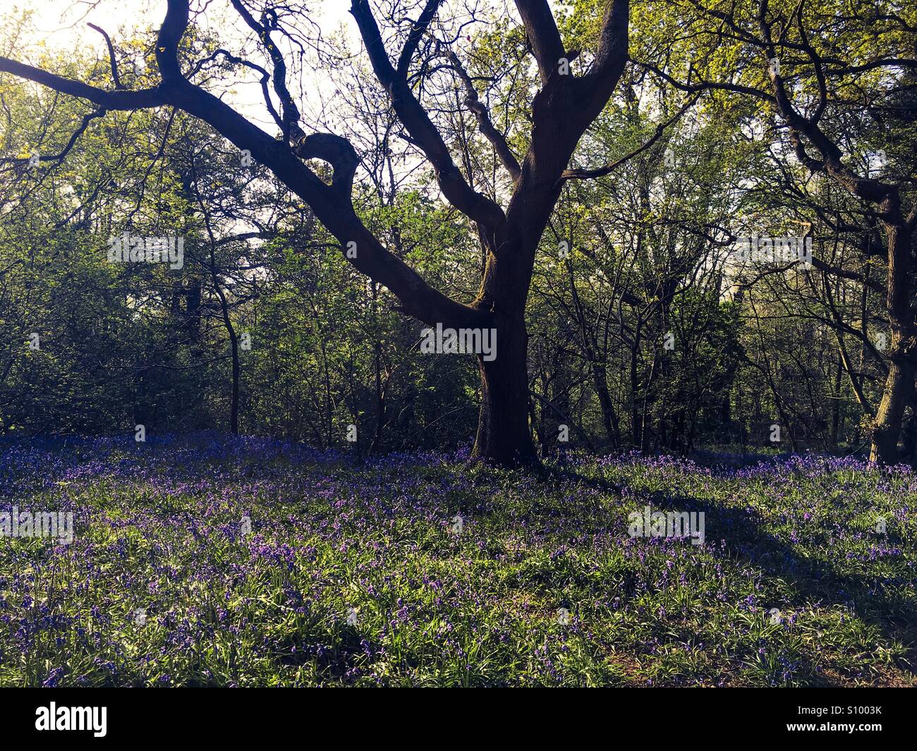 Una struttura ad albero e alcuni bluebells nella motivazione della University of East Anglia - Immagine stock catturata con smartphone