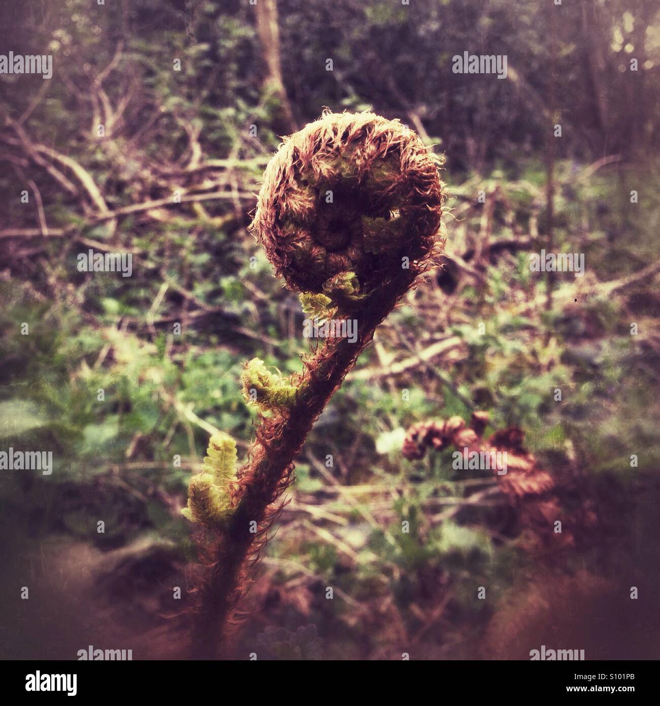 Fern frond dispiegarsi, Hampshire, Inghilterra, Regno Unito. - Immagine stock catturata con smartphone