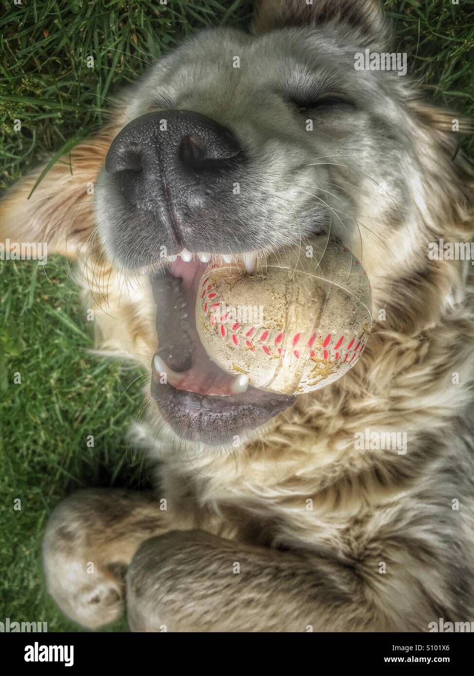 Cane con uno straccio la sfera nella sua bocca Foto Stock