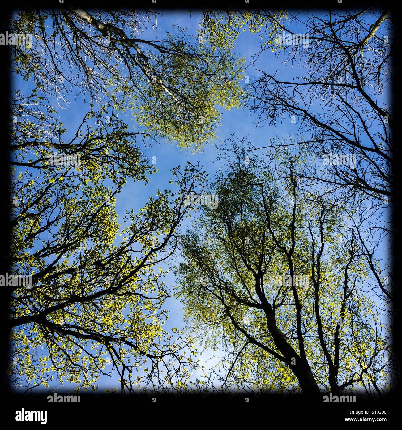 Vista guardando fino ad alberi nel bosco in primavera - Immagine stock catturata con smartphone