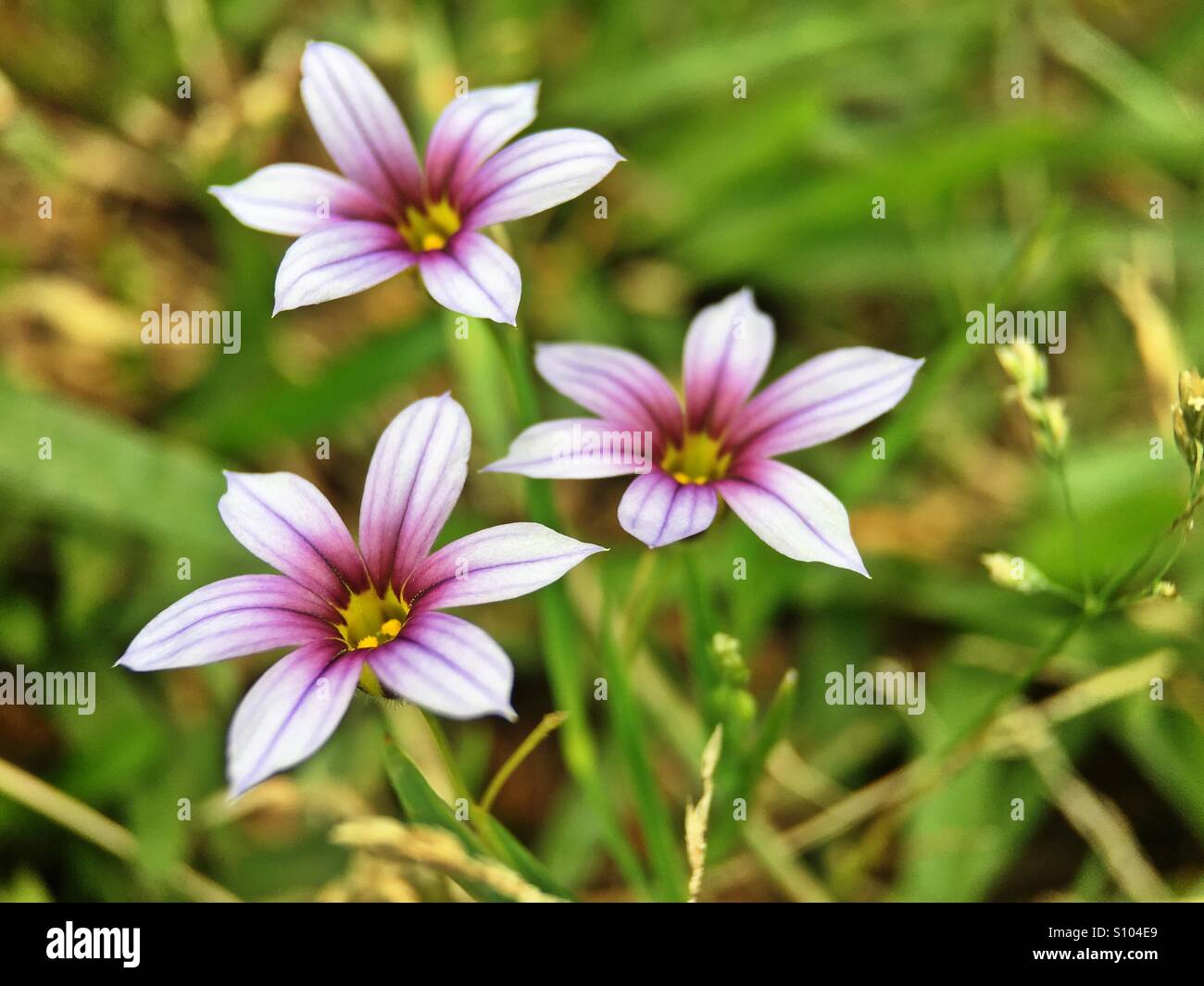 Wild blue-eyed grass Foto Stock