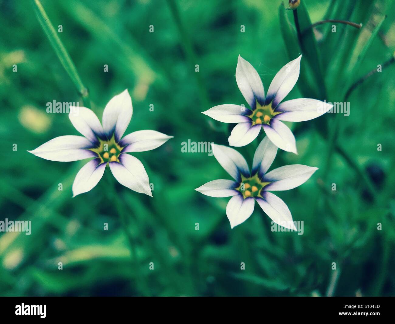 Blue-eyed fiori di erba - Immagine stock catturata con smartphone
