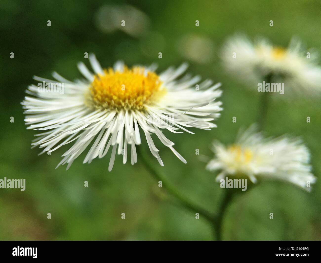 Prairie fleabane Foto Stock