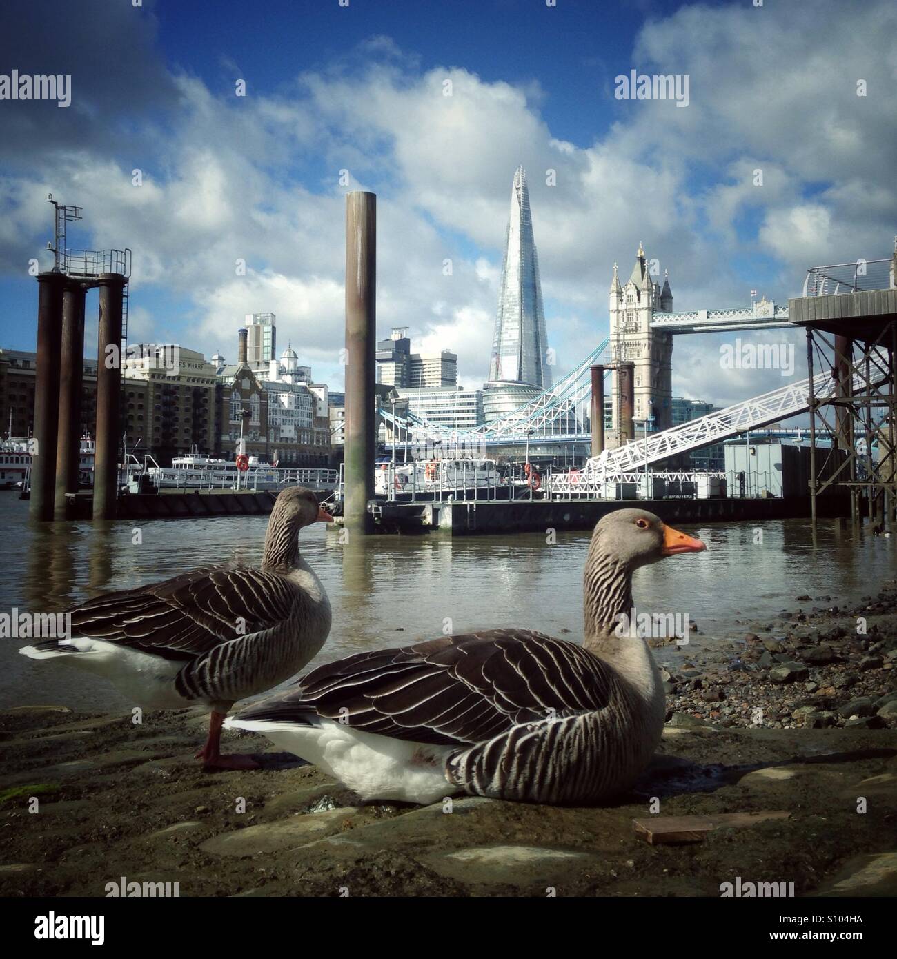 Le oche sul foreshore del fiume Tamigi con il Tower Bridge e la shard a distanza Foto Stock