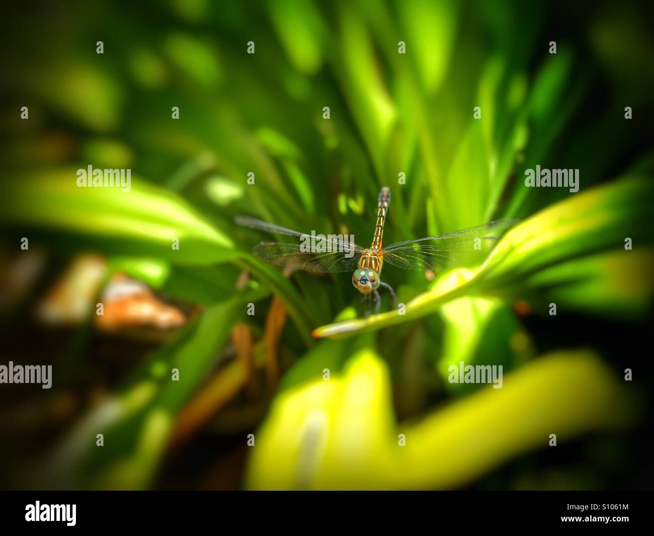 Libellula su impianto - Immagine stock catturata con smartphone