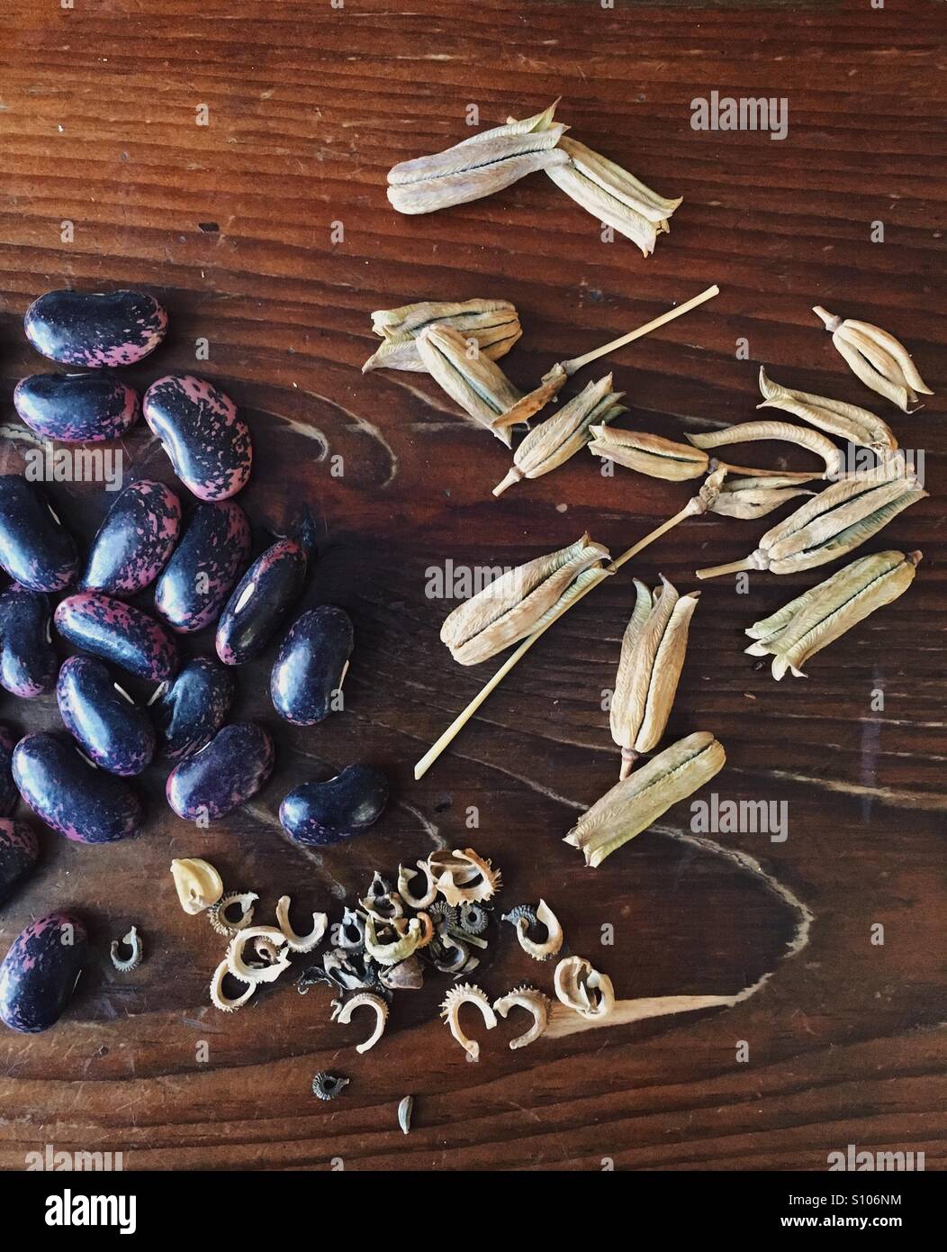 Close up di semi e baccelli. - Immagine stock catturata con smartphone