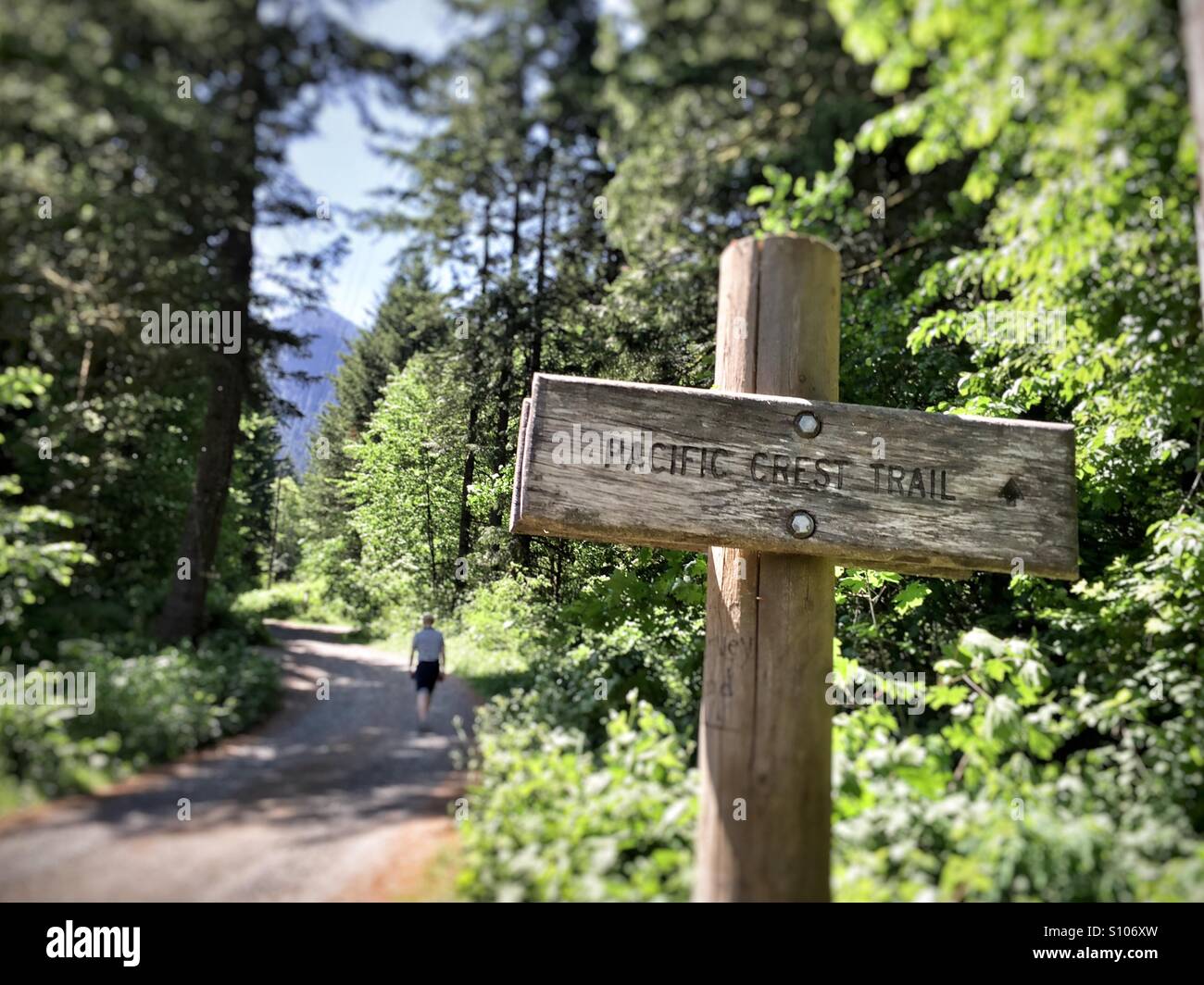 L'uomo escursionismo il Pacific Crest Trail vicino Ponte degli dèi, Oregon, Stati Uniti d'America Foto Stock