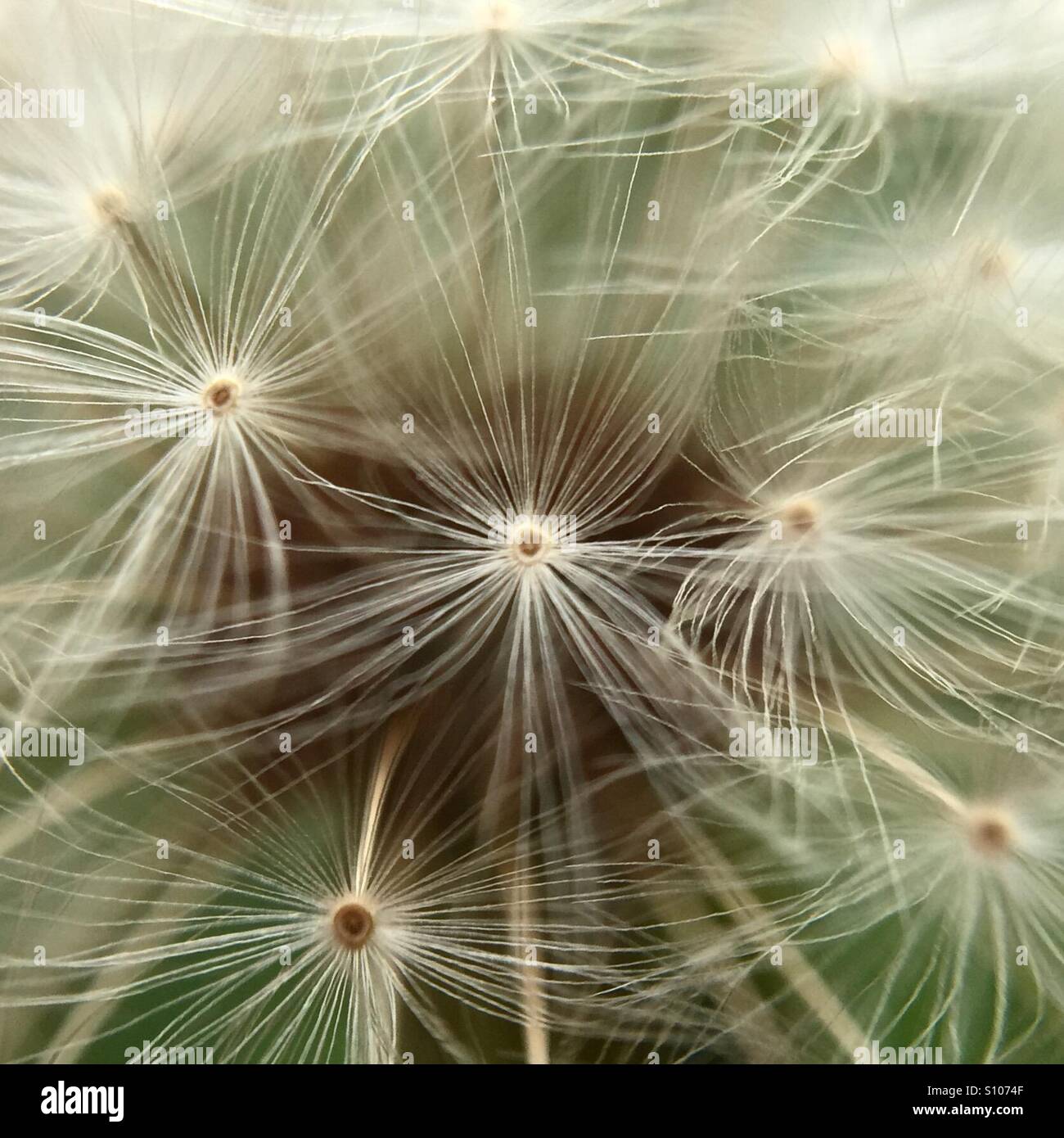 Macro shot di semi di dente di leone - Immagine stock catturata con smartphone