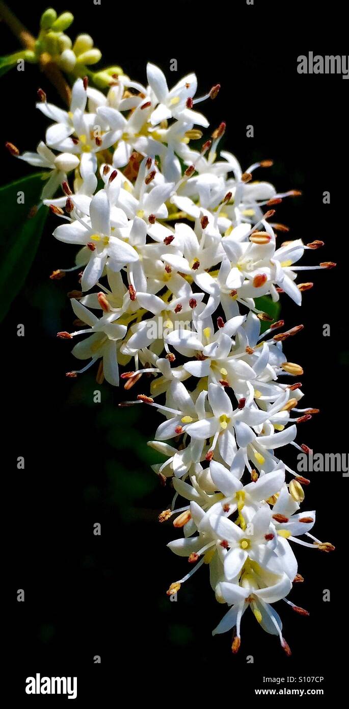 Ligustro cinese in Bloom, Ligustrum sinese Foto Stock