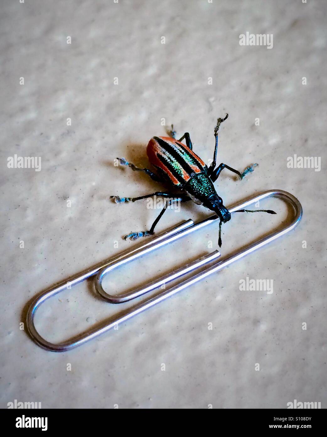 Una radice di insetto curculione incontra un fermaglio per la carta blocco stradale, Diaprepres abbreviatus - Immagine stock catturata con smartphone