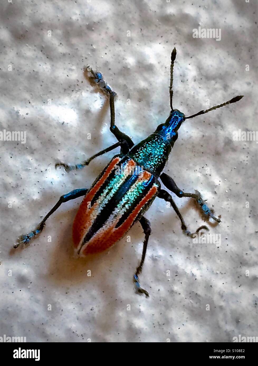 Vista macro di una radice curculione di insetto, Diaprepres abbreviatus Foto Stock