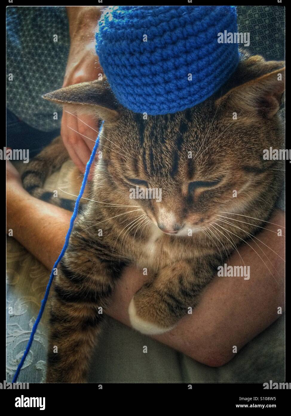 Gatto con cappello a crochet Foto stock - Alamy