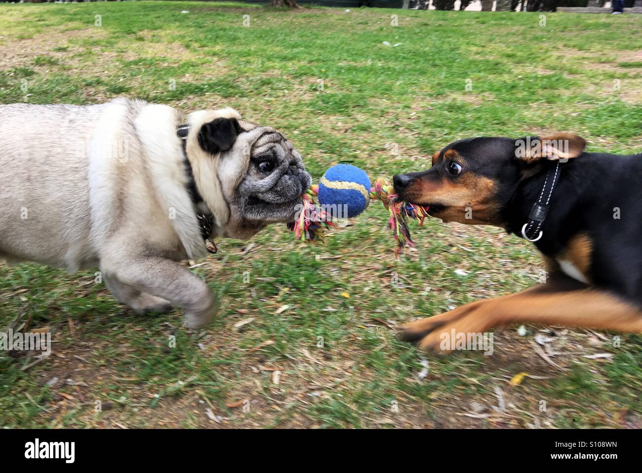 Due cani contestazione di un giocattolo - Immagine stock catturata con smartphone