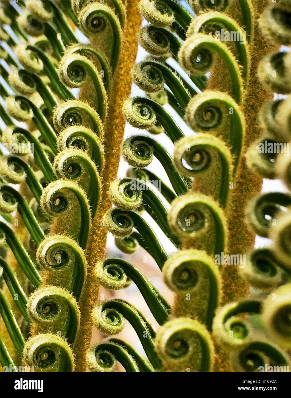 Configurazione astratta creata dal nuovo le fronde di un Sago Palm tree, Cycas Revolta, la distensione Foto Stock