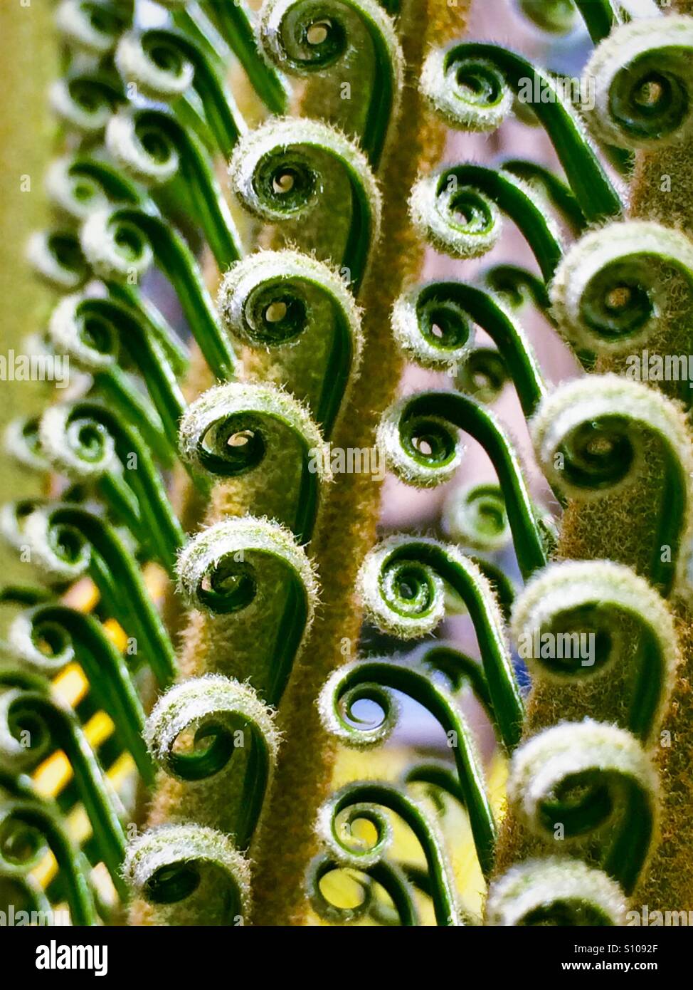 Close up macro shot di fronde di nuova apertura su una Sago Palm tree, Cycas revolta, con disegno astratto Foto Stock