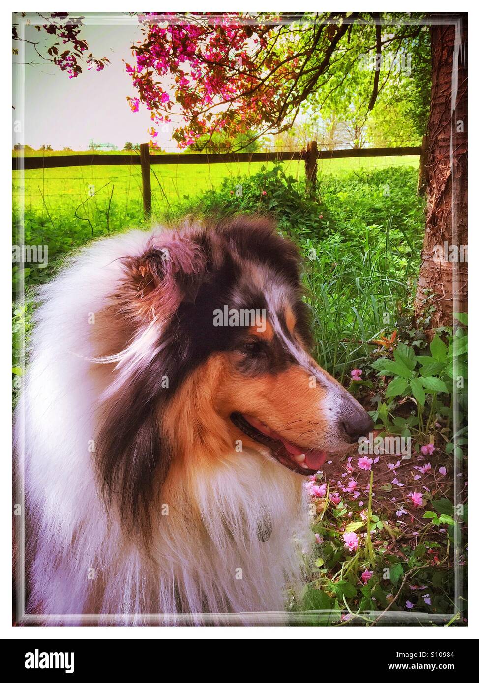 Collie ruvida cane godendo di un paese a piedi in primavera con la fioritura degli alberi Foto Stock