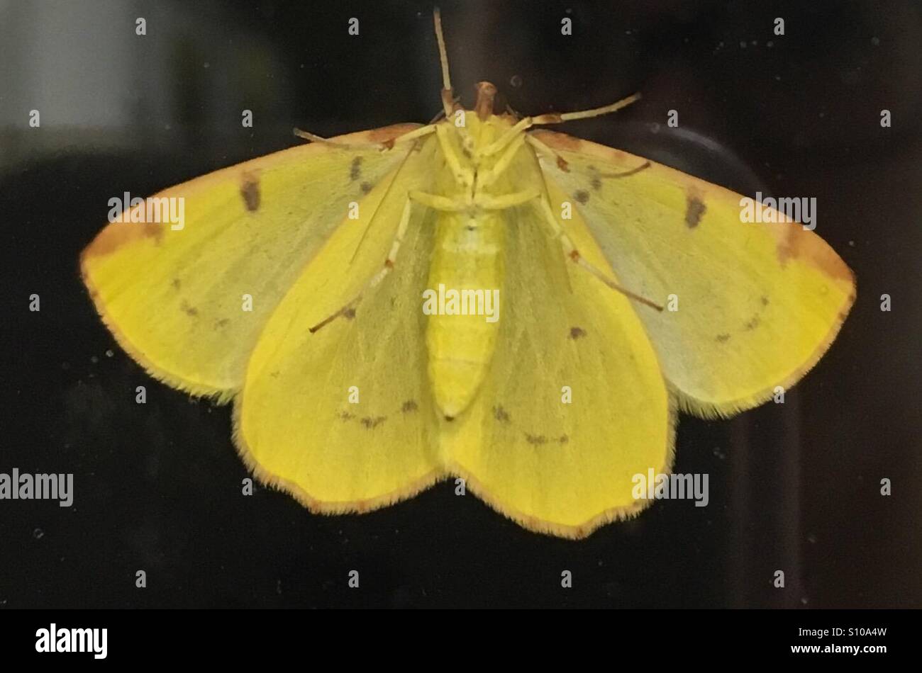 La parte inferiore di colore giallo brillante moth Foto Stock