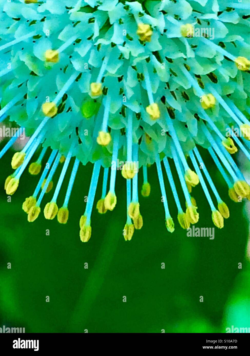 Macro vista ravvicinata della delicata stami di un Buttonbush bloom, Cephalanthes occidentalis - Immagine stock catturata con smartphone