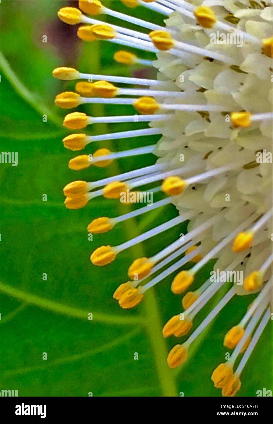 Macro vista ravvicinata del delicato giallo-ribaltato stami di un fiore Buttonbush, Cephalanthes occidentalis - Immagine stock catturata con smartphone