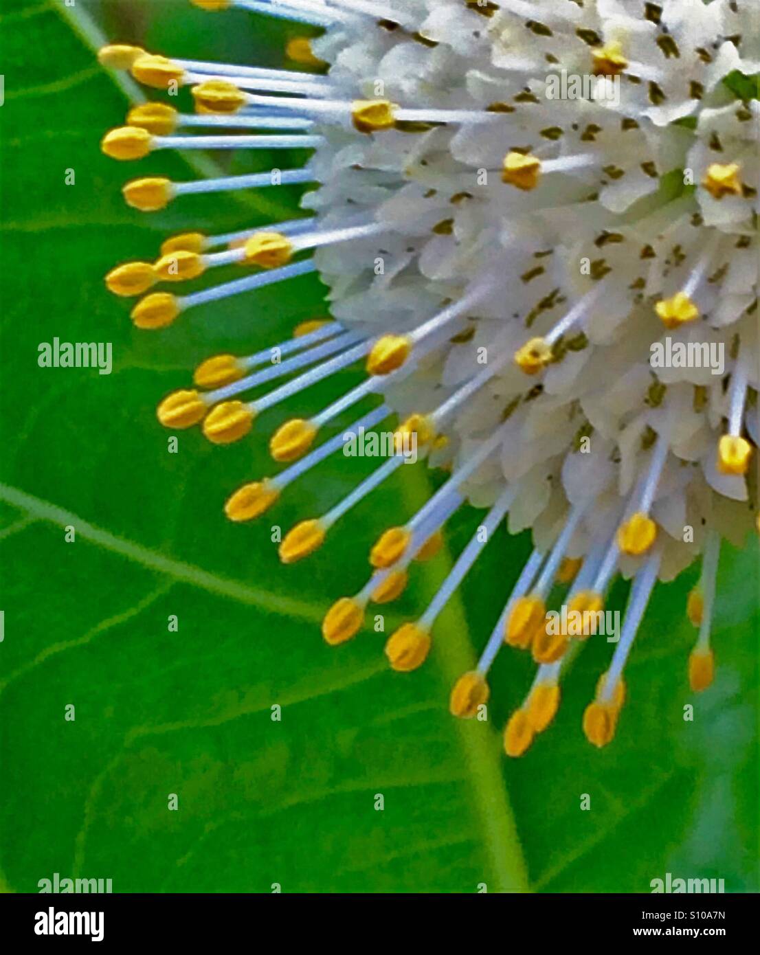 Il delicato giallo-ribaltato stami di un fiore Buttonbush sporgere verso l'esterno, Cephalanthes occidentalis - Immagine stock catturata con smartphone