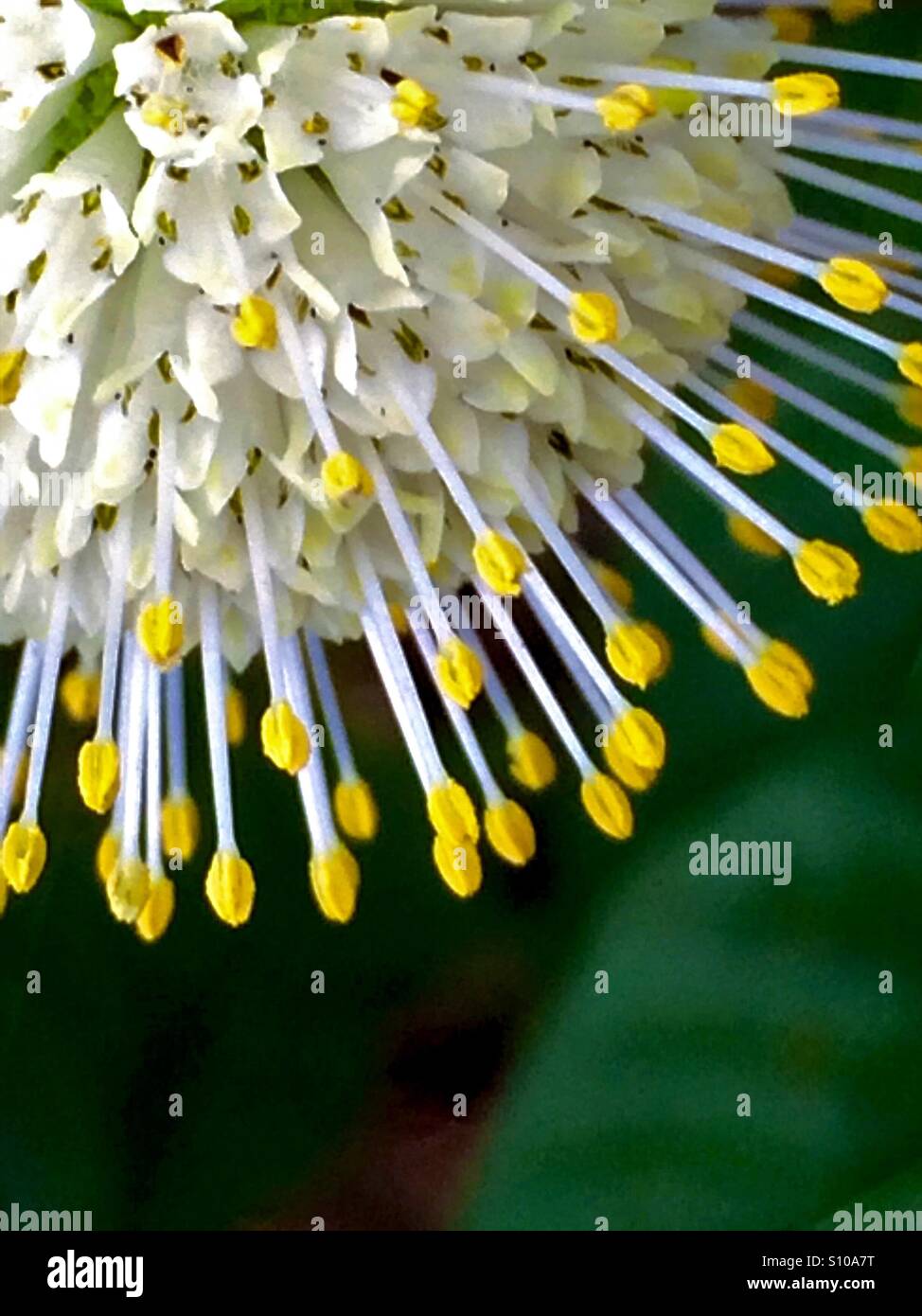 Delicato stami di un fiore Buttonbush irradiare verso l'esterno, Cephalanthes occidentalis - Immagine stock catturata con smartphone