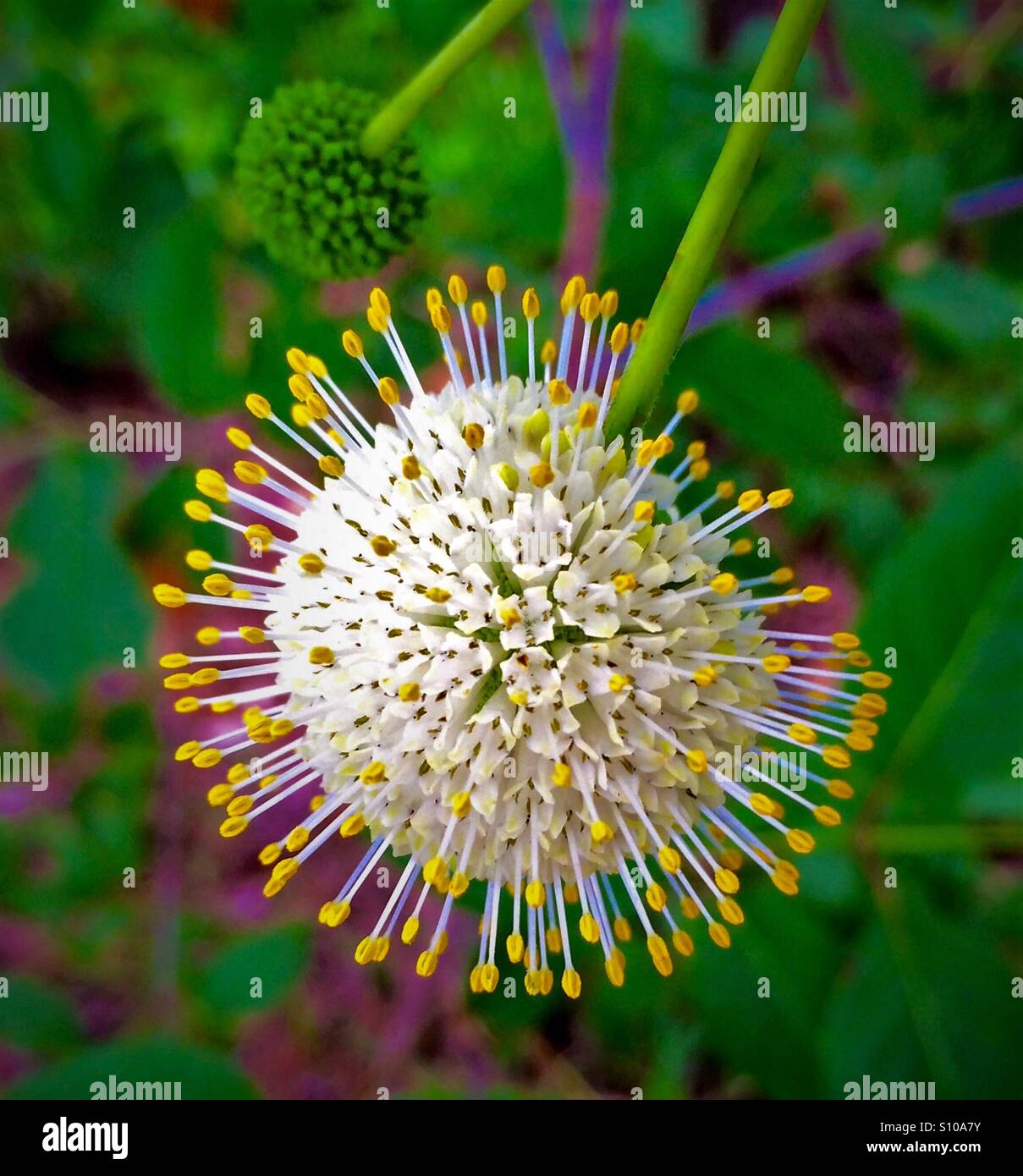 Buttonbush bloom con delicato giallo-ribaltato stami, Cephalanthes occidentalis - Immagine stock catturata con smartphone