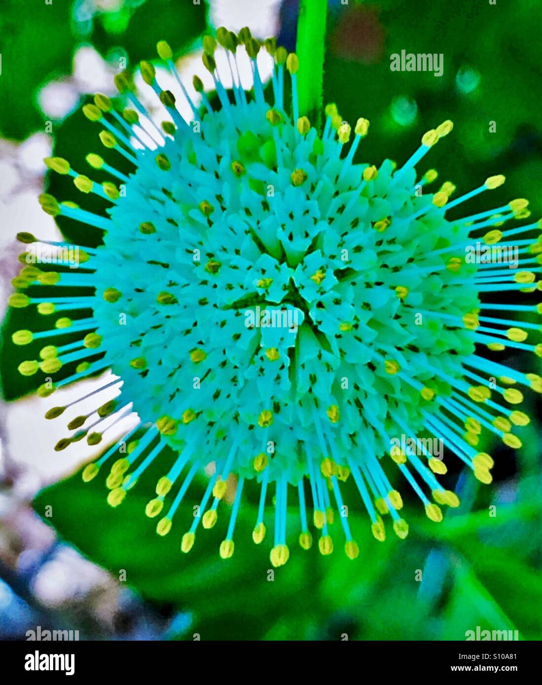 Vista ravvicinata di un Buttonbush fiorisce in ombra, Cephalanthes occidentalis - Immagine stock catturata con smartphone