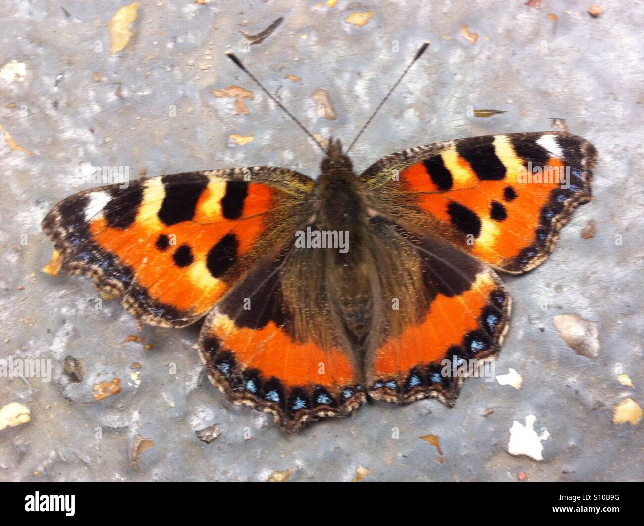 Piccola tartaruga butterfly in appoggio sul percorso. - Immagine stock catturata con smartphone