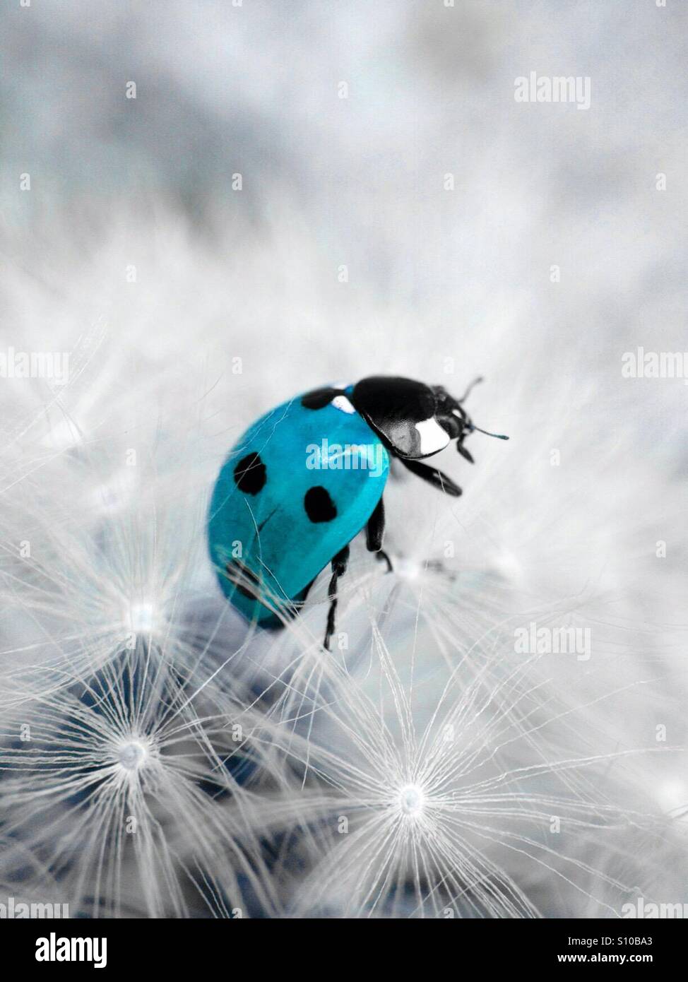 Il colore è cambiato coccinella Foto Stock