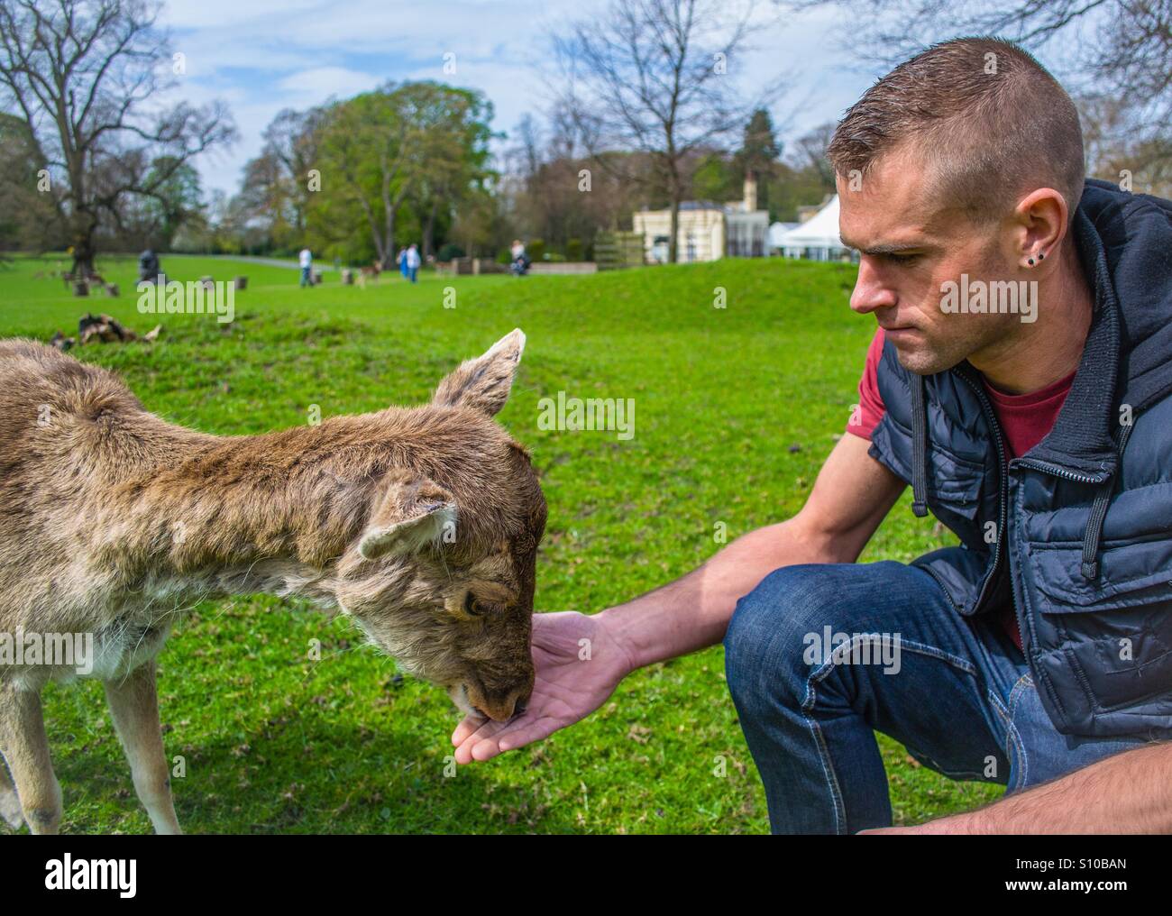 Giovane uomo canto alimenta un baby deer - Immagine stock catturata con smartphone