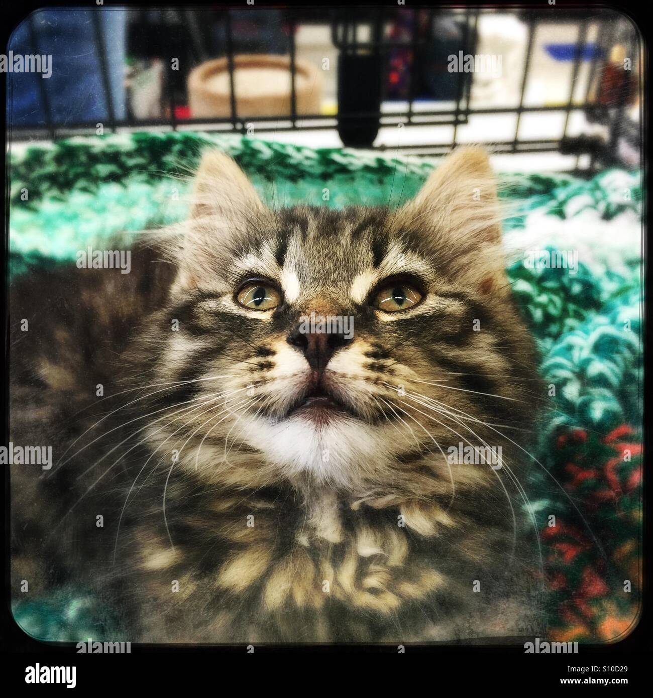 Adorabili e morbidi tabby kitten in attesa di una casa della propria - Immagine stock catturata con smartphone